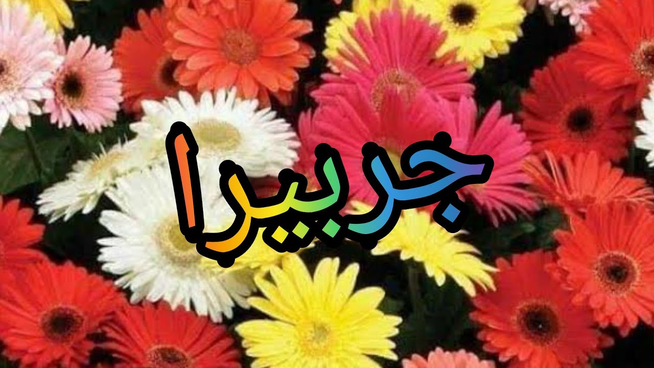 (جربيرا) إذ كنتم تبحثون عن كيفيه الإكثار والعناية هنا كل المعلومات