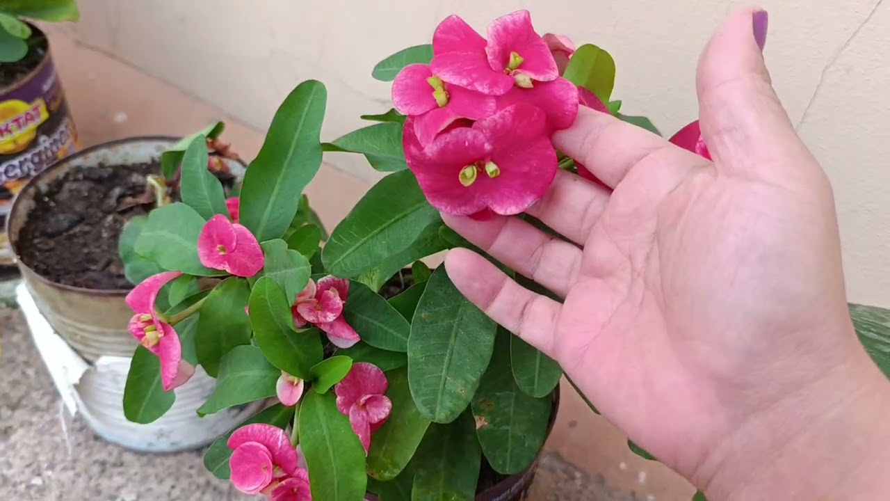 Bahçemde baya deyişkliklet ve yeni aldıklarım