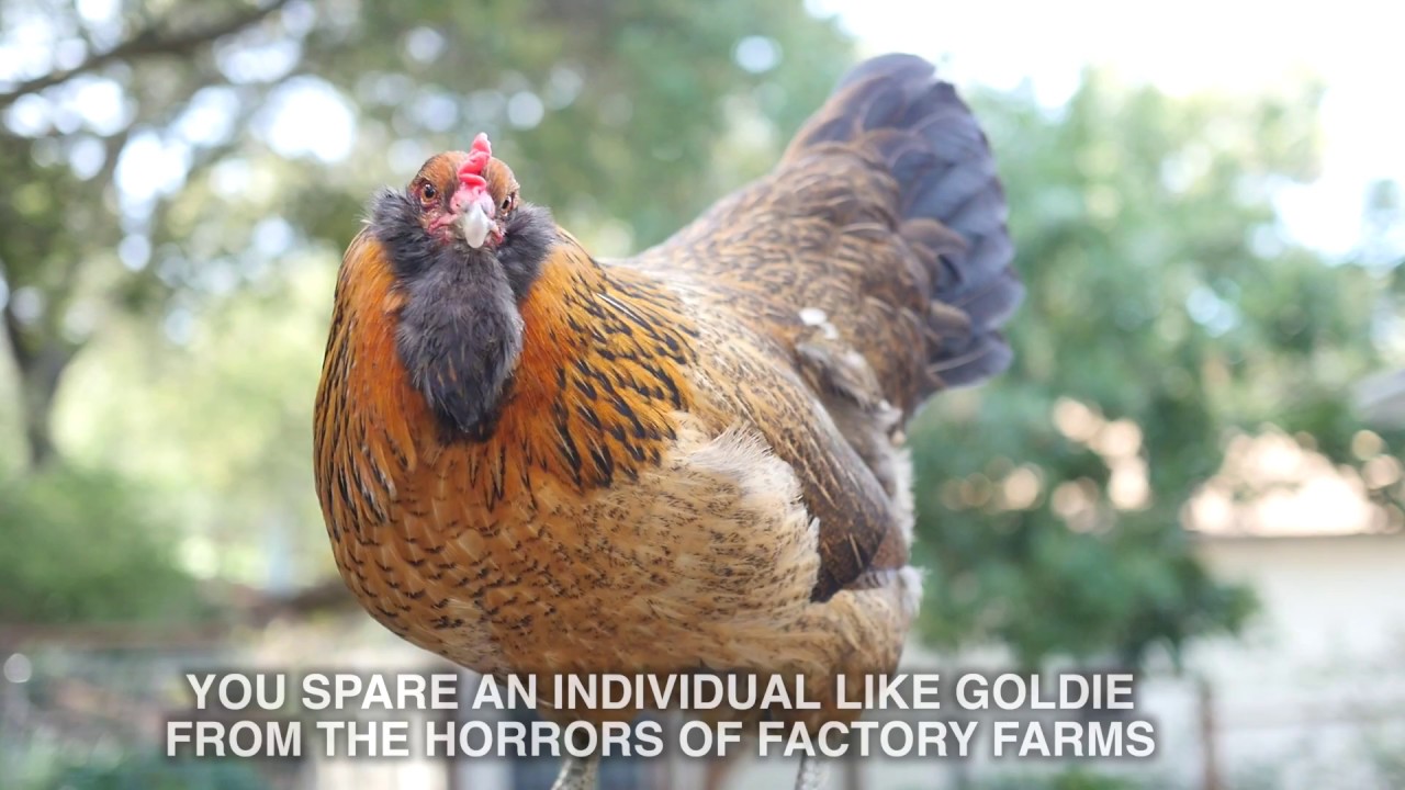 Do You Love Chicken? YouTube