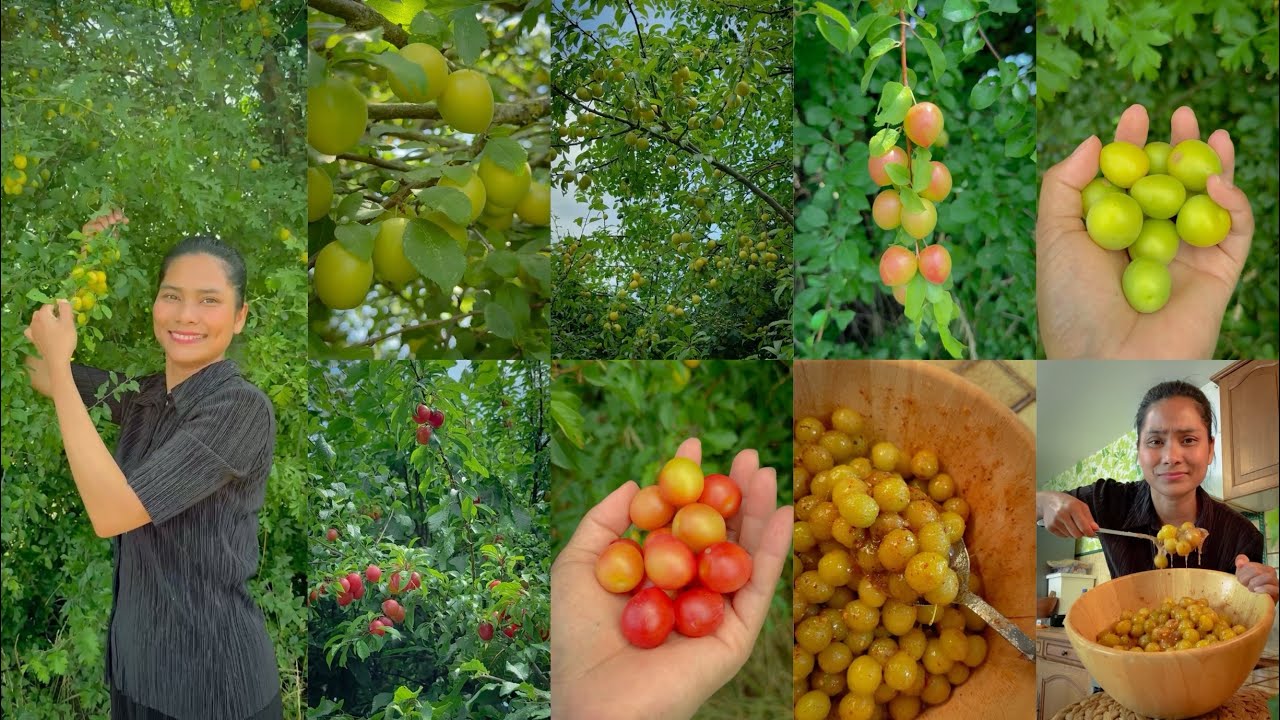 ផ្លែសំបេីមមីរ៉ាប៊ែលព្រៃជ្រក់ក្រឡុកអំបិលម្ទេស