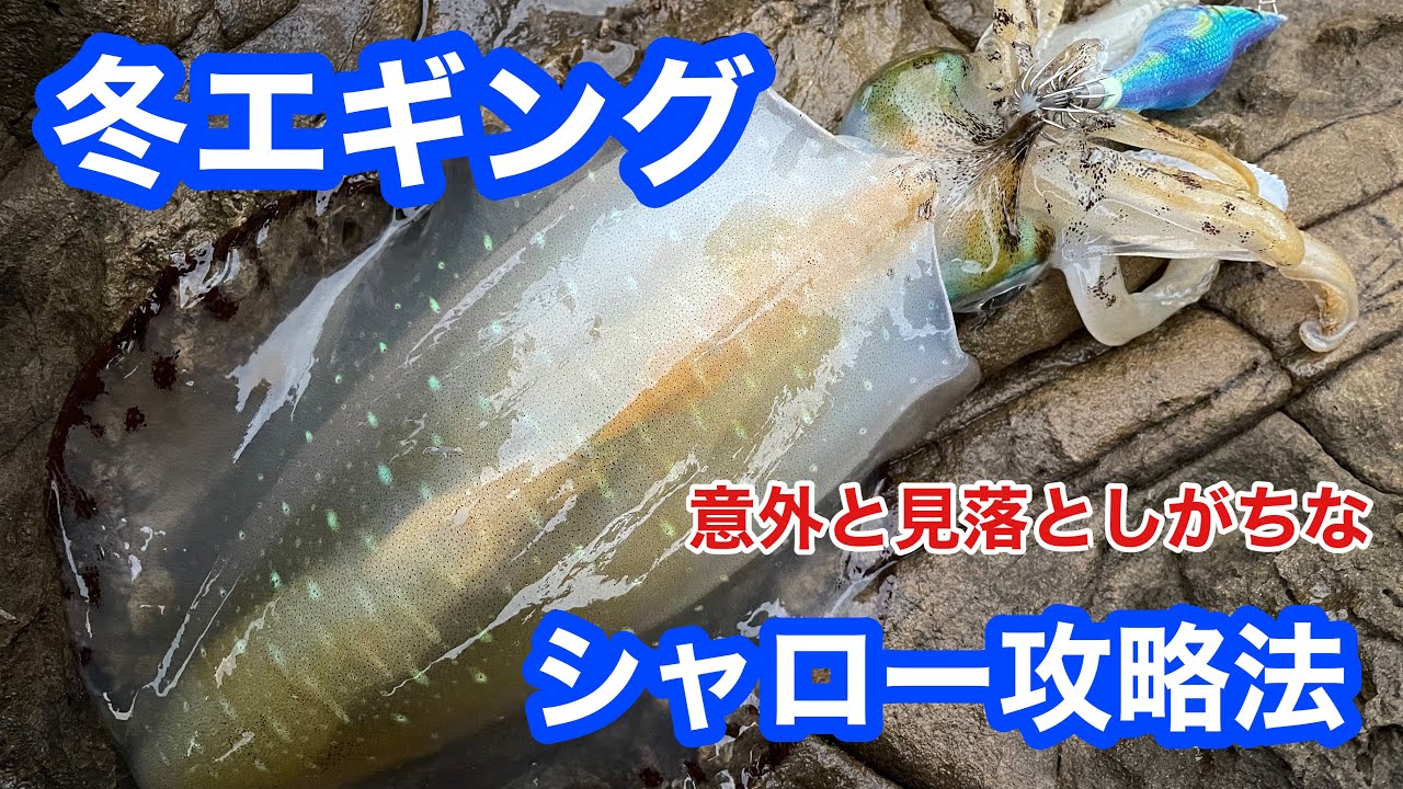 エギング 冬イカシャロー攻略 アオリイカエギングの烏賊速報