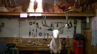 HUGE Mule Deer Time lapse Taxidermy