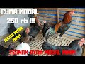 TERNAK AYAM MODAL 250 RB !!!