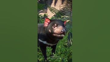 Planet Zoo: Oceania Pack OUT NOW!  #planetzoo #shorts