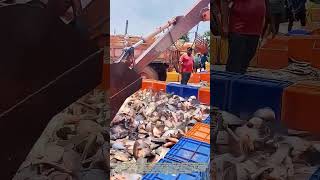Harvesting Fish With an Excavator: How a Modified Bucket Scoops Pond Catch Ashore