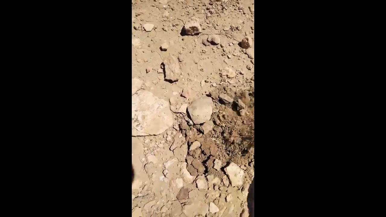 الفڨاع الجزائري رحلة جني الفڨاع .الفطر