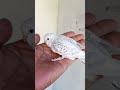 #viralvideo #modapet #birds #pets #petsfofinhos #lovebirds #parrot #periquitosaustralianos