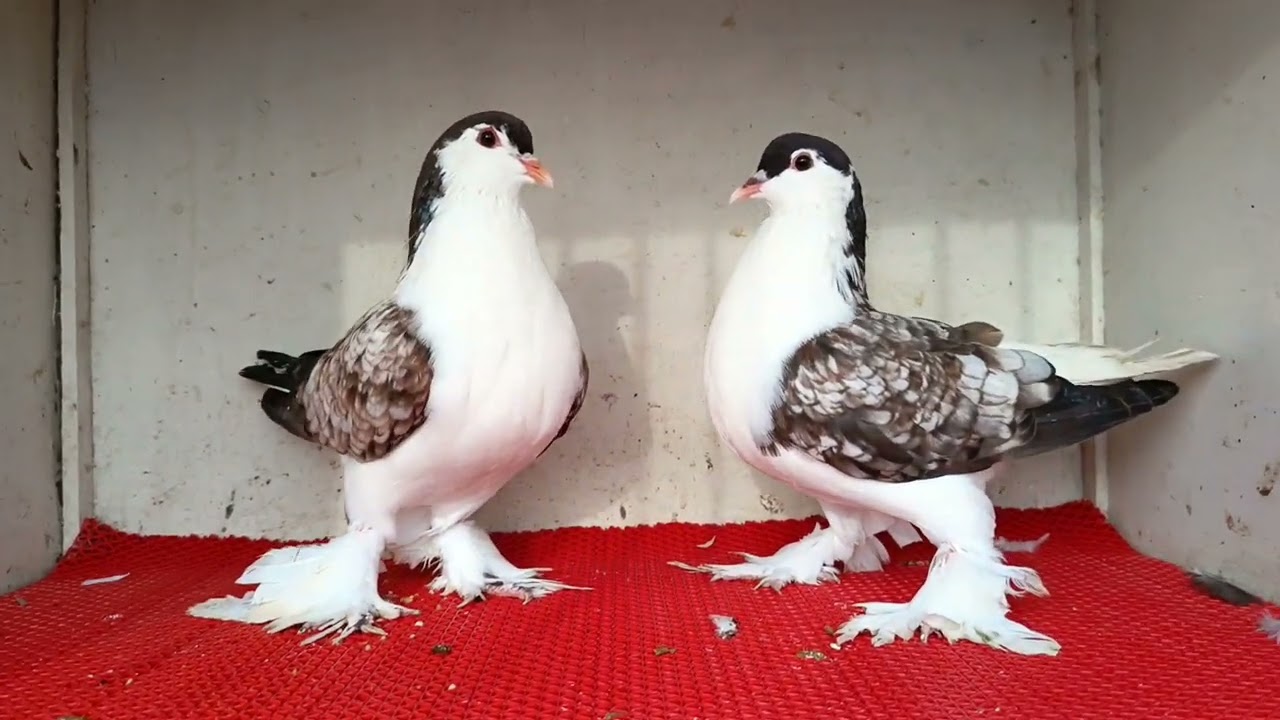 Stencil Lahore New adults pair 