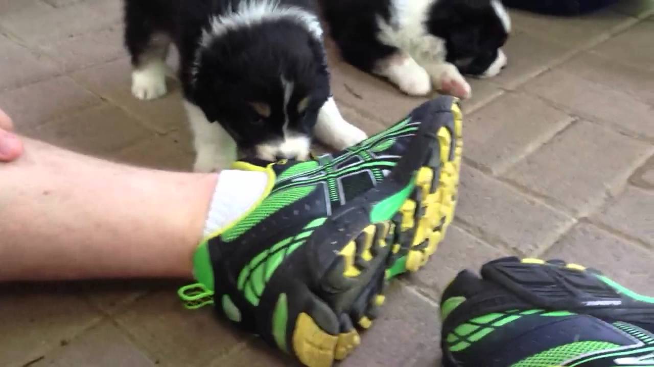 Puppy loves shoe laces YouTube
