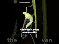 MAYFLY MAGIC: UNVEILING THE MYSTERIES