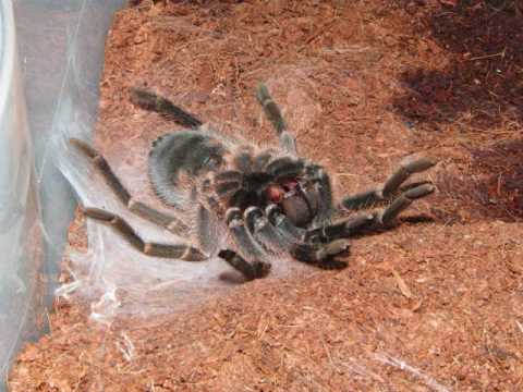 How to Keep Spiders As Pets