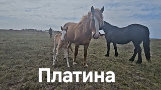 Ожеребились кобылы Марафонка, Красотка,Ласточка,Словения, Блондинка.