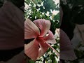 White Hibiscus blooms #shorts #shortvideo #nature #song #terracegardenindia