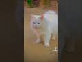 @ShantaIslam-e4ntwo🦜❤️🦜 Bird's#blog#cute  cat#views _viral_video_subscribers_grow