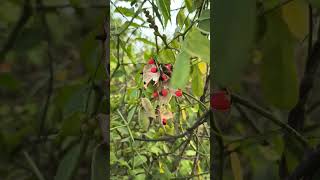 గురివింద గింజలను చూడండి ఎలా ఉన్నాయో...#nature #villagelife #villagerlifestyle #subscribe #maskman