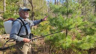 White Pine Weevil Control II - Treating Tall Trees