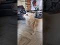 Annoying my dog until.. well until he gets annoyed