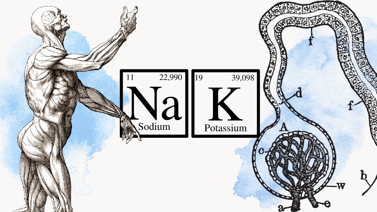 Fisiología del sistema RENINA ANGIOTENSINA ALDOSTERONA