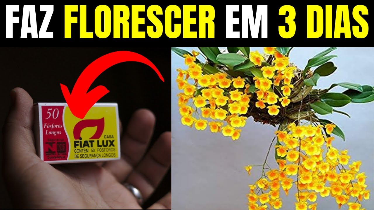 Esse ADUBO CASEIRO vai fazer suas ORQUÍDEAS FLORIR em 3 DIAS (GARANTIDO) | GALAXIAS DAS PLANTAS