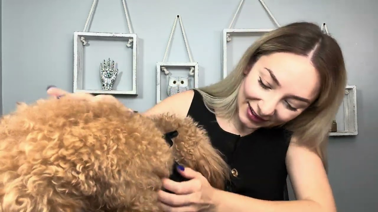 DELIFUR Dog Halloween Penguin Costume -Adorable Pet Clothes Animal Cosplay Halloween Cat Costume 