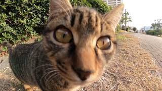 野良猫の子猫たちが恐る恐る集まってきた