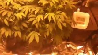 http://www.budbook.org  Northern lights 5 dwc recirculating hydroponic system