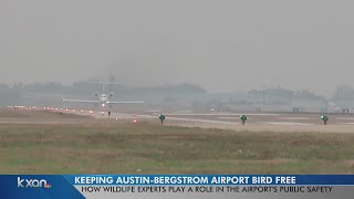 ABIA officials trying to reduce plane vs. bird collisions