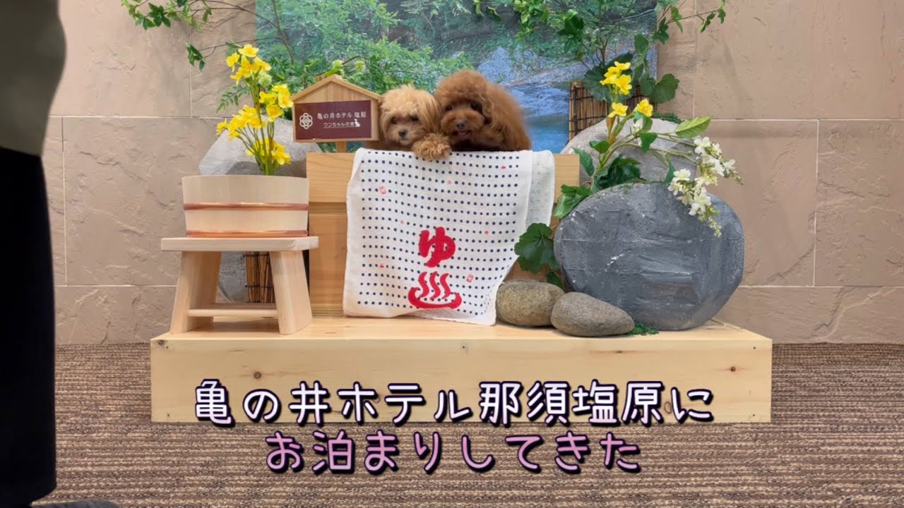 亀の井ホテル那須塩原で思い出作り