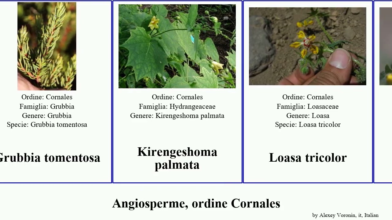 Angiosperme, ordine Cornales mentzelia deutzia montana tricolor discolor angiosperms aspera mollis