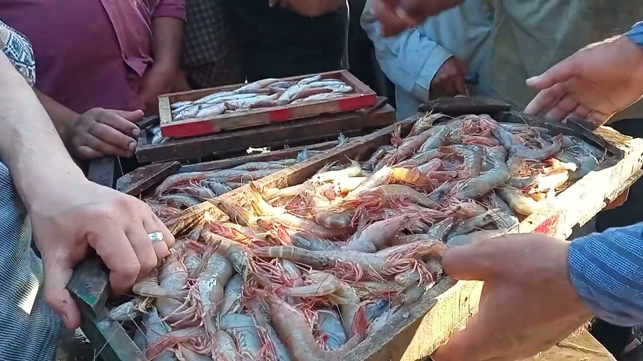 حلقه اسماك المعديه السيد ابو فريده 01285883615