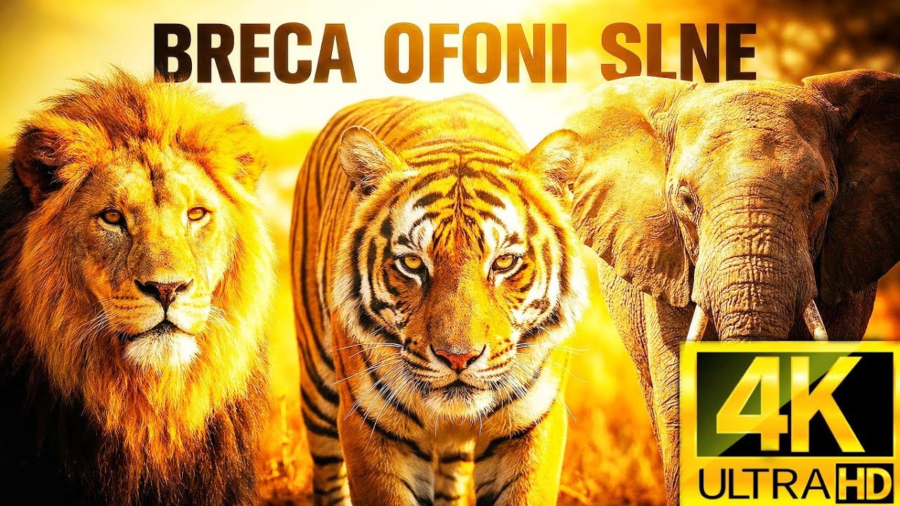 Amazing Animals 🐯🦁🐘 | Cinematic Wildlife Documentary | 4K Nature Video.