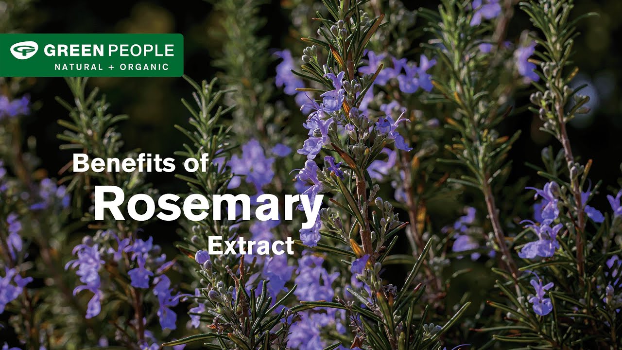 Benefits of Rosemary Extract | Green People UK