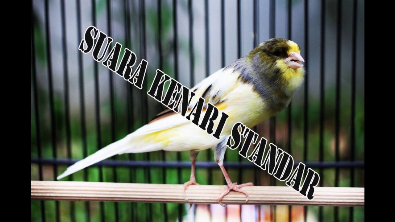 Download Suara Burung Kenari Standar
