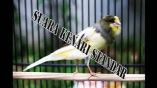 Download Suara Burung Kenari Standar