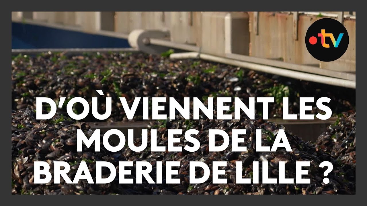 Braderie de Lille 2025 : d'où viennent les moules ?