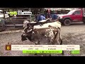 Tu vitrina ganadera - TvAgro por Juan Gonzalo Angel