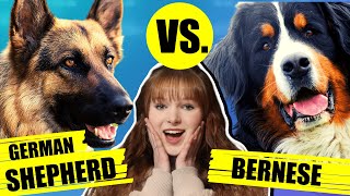 GERMAN SHEPHERD VS BERNESE MOUNTAIN DOG