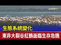 生態系統變化 東非大裂谷紅鶴面臨生存危機