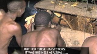 KUFA KUPONA HONEY HARVESTING TRANSCRIBED