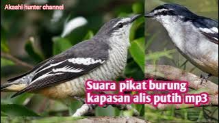 Suara pikat burung kapasan alis putih mp3