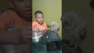 Burung Hantu ini makan jangkrik