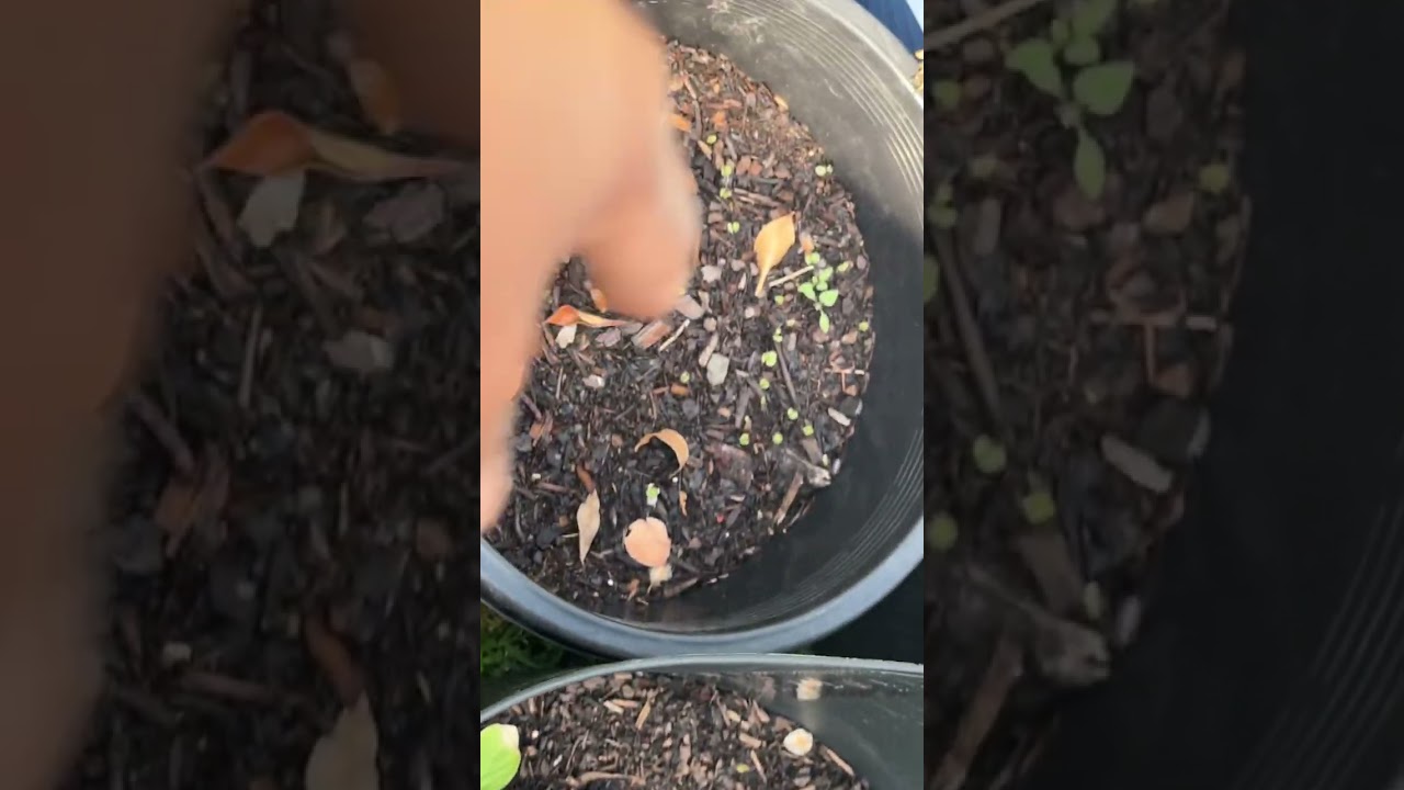 Pasilip sa aking vegetable garden!||MAMA BANG 