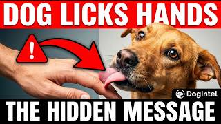 The Secret Reason Dogs Lick Your Hands