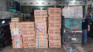 Update stock hari kamis full stock recehan manyar.pentet raja.pentet macan.pentet sumatra.murai