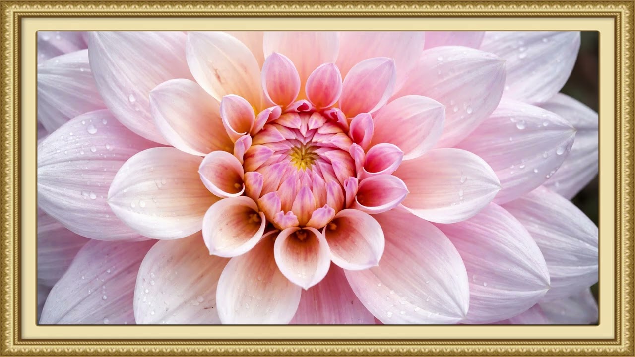 Vibrant dahlia in full bloom | Ambient Art 4k Displays