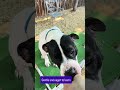 Bellingham video