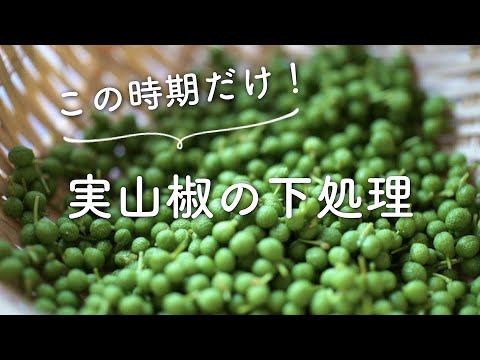 実山椒の下処理 実山椒のアク抜き Youtube