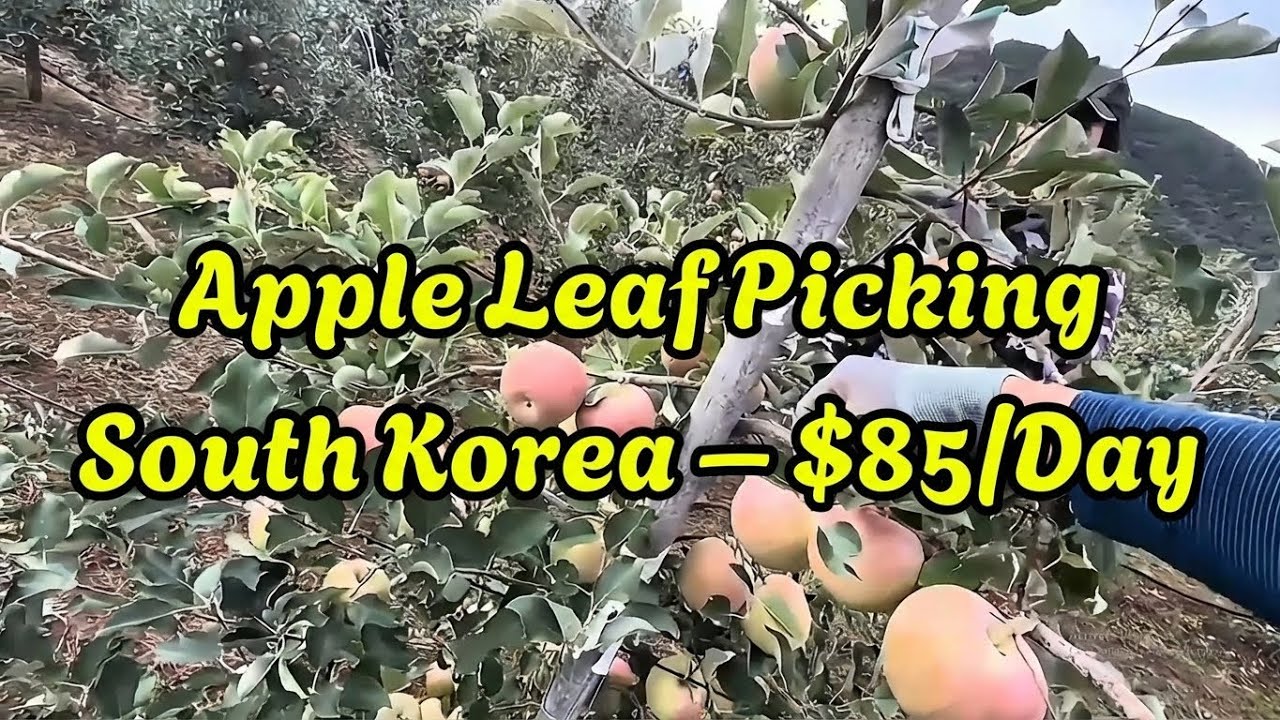 Life of a Migrant Farmer in South Korea | Hard Work Far from Home 
