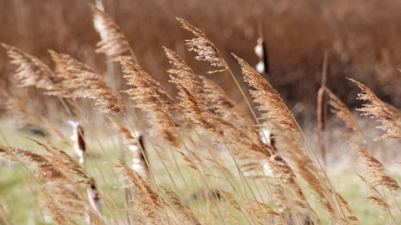 Burton Mere RSPB