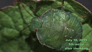 Common green shield bug, from egg to imago
